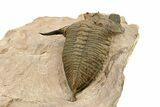Bumpy Zlichovaspis Trilobite - Lghaft, Morocco #282807-4